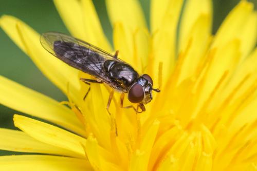 Réf. 219 364 : Platycheirus sp.